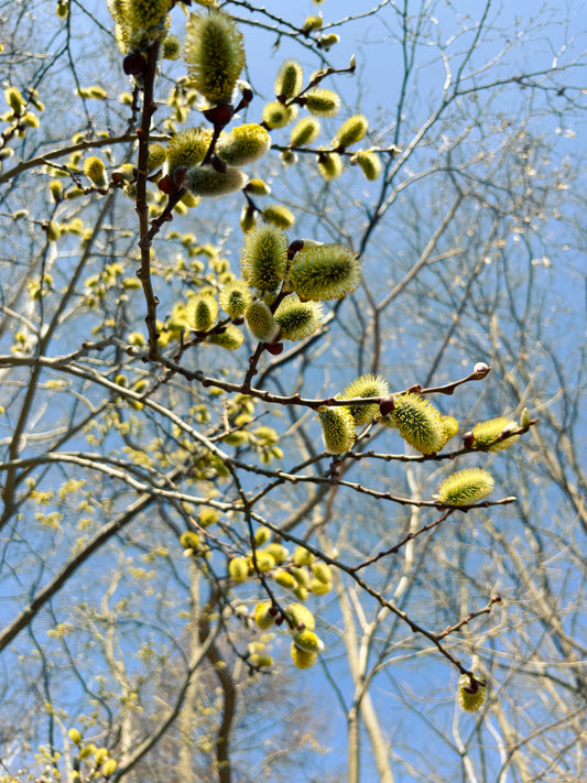 NATUREFOLKの開催に寄せて。