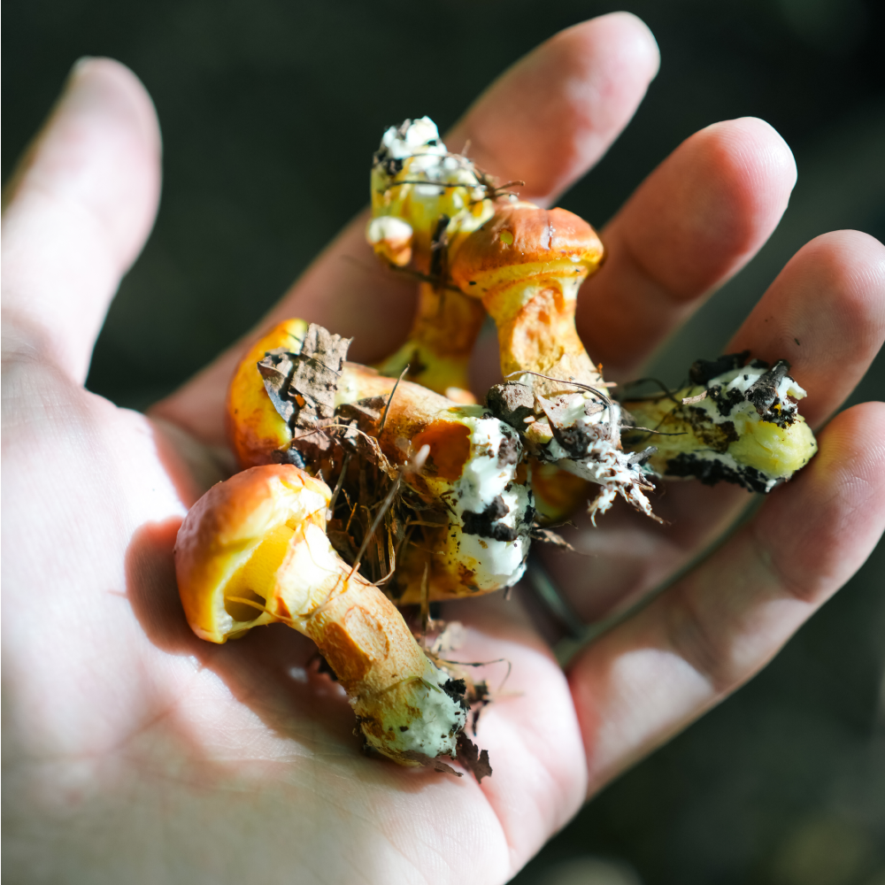 【参加無料】第5回NATUREFOLK参加券 2025/10/26(日)9:00〜