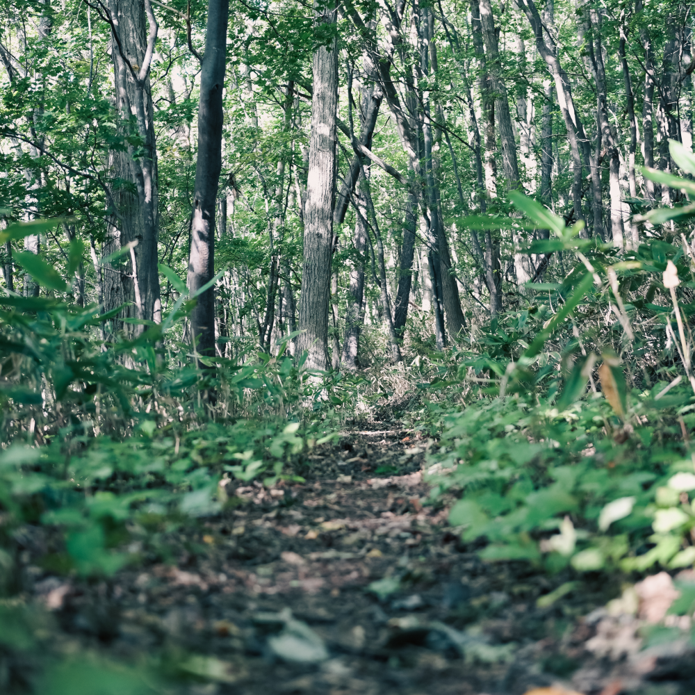 【参加無料】第5回NATUREFOLK参加券 2025/10/26(日)9:00〜