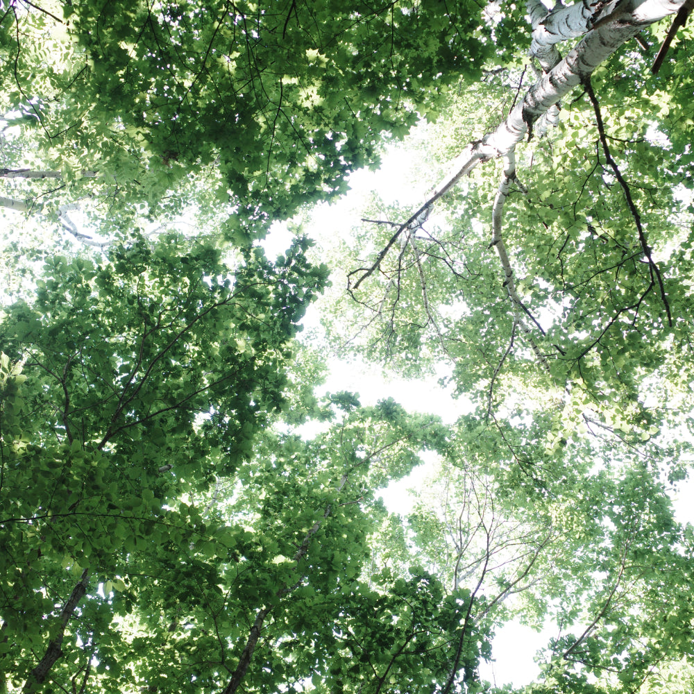 【参加無料】第3回NATUREFOLK参加券 2025/8/24(日)9:00〜