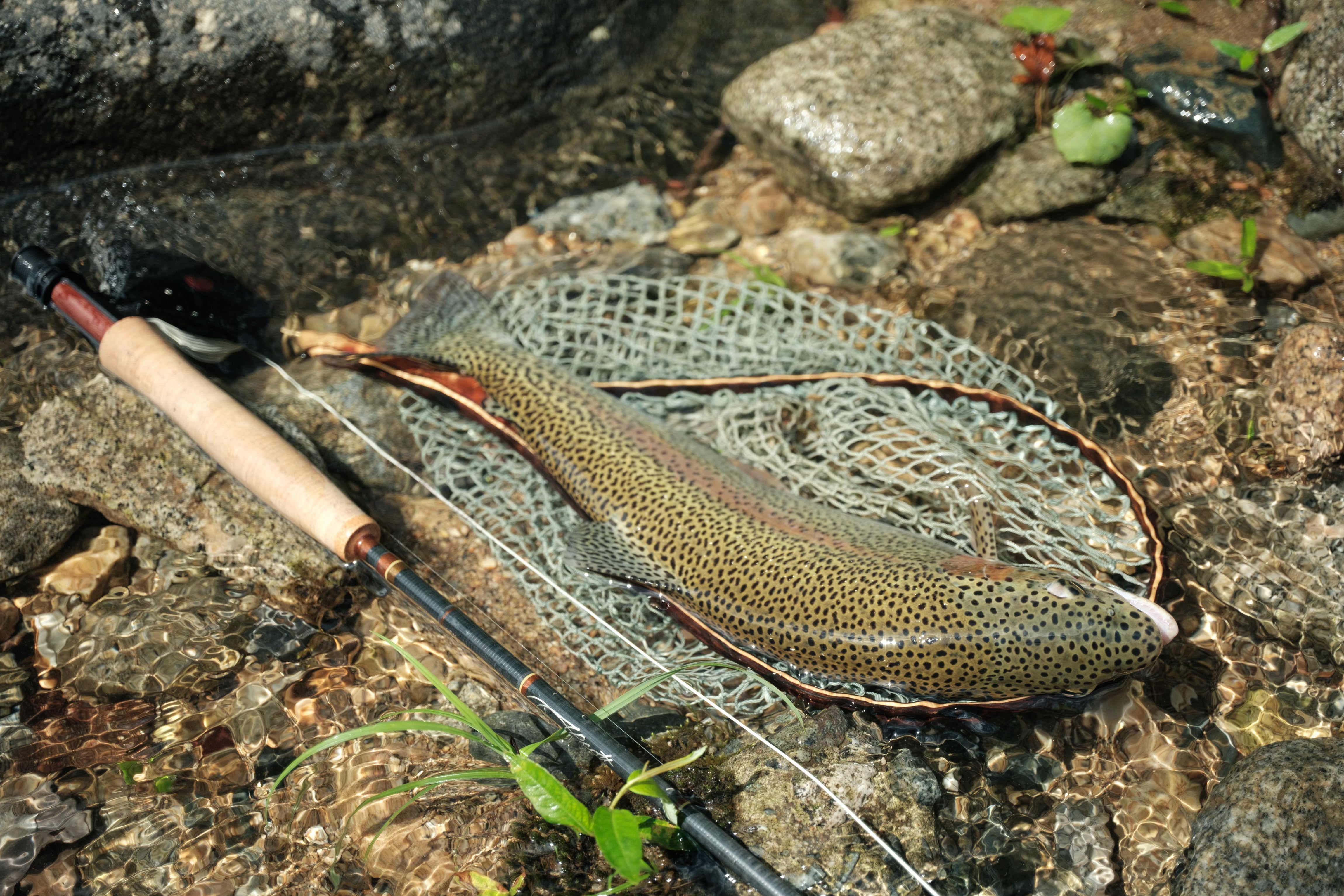 The Art of the classic salmon Fly – RIV ROBUST