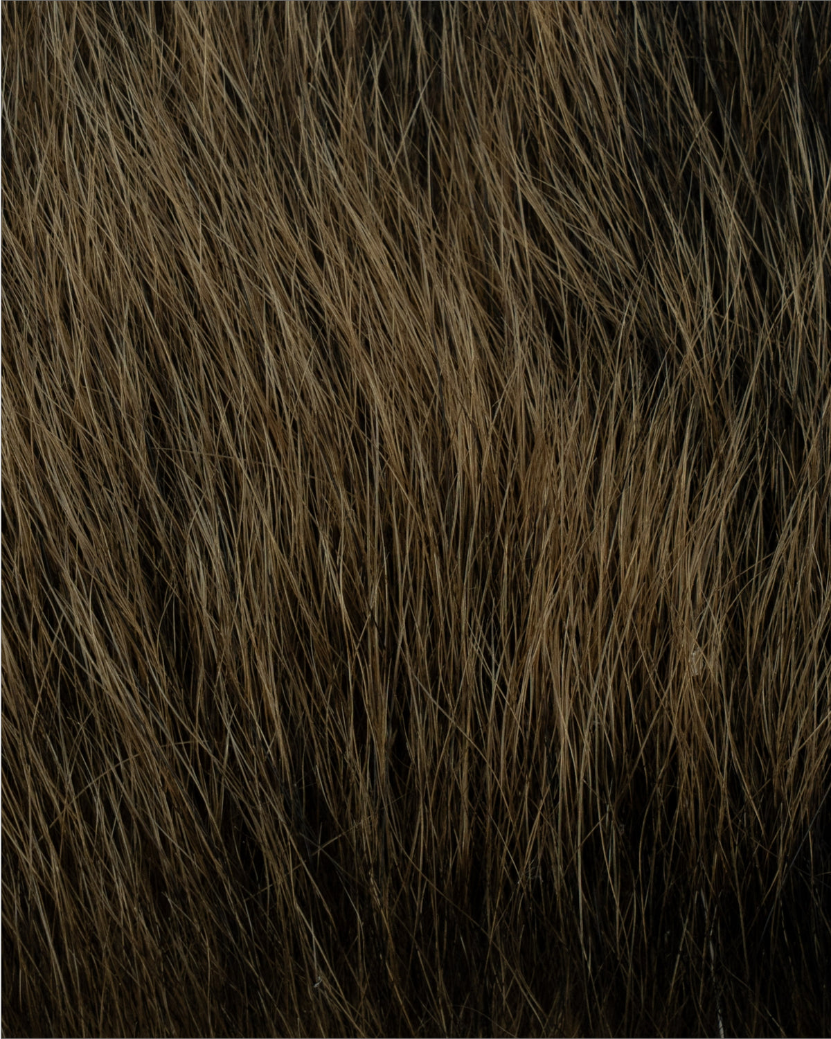 ヒグマゴールド oct'2026（10cm*10cm）