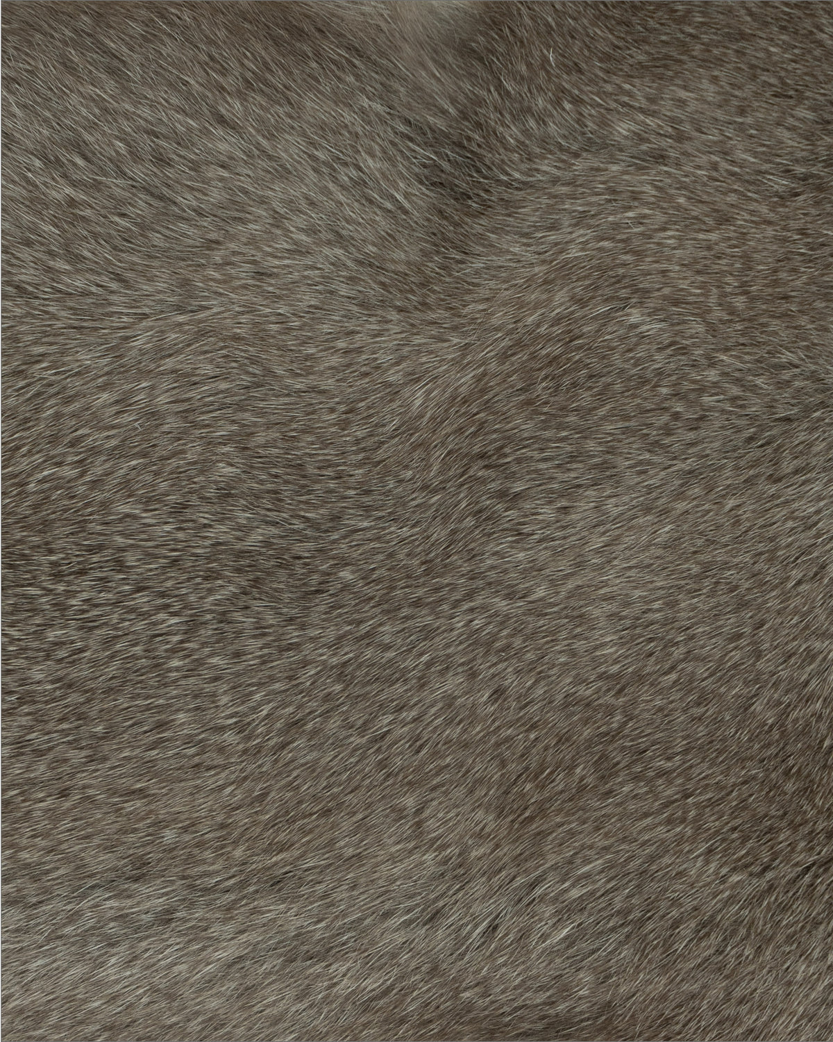 Hokkaido Squirrel（13cm*7cm）sep'2026