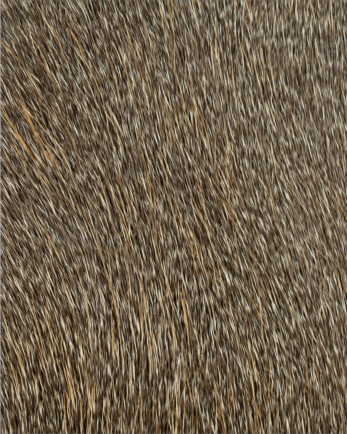Hokkaido Deer Hair sep,2026(15cm*10cm)