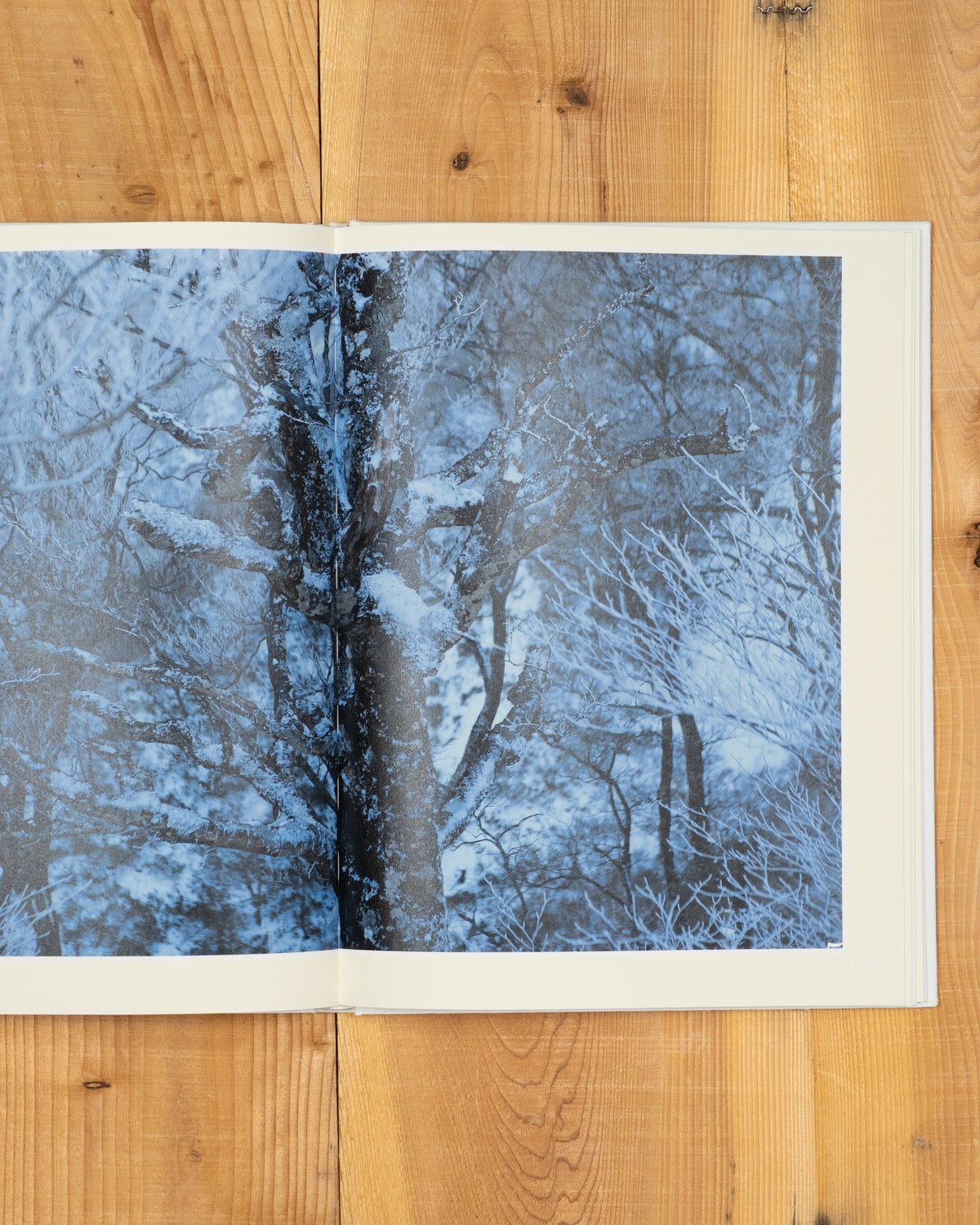 雪 The Essence of the Winter Forest 森／coverA