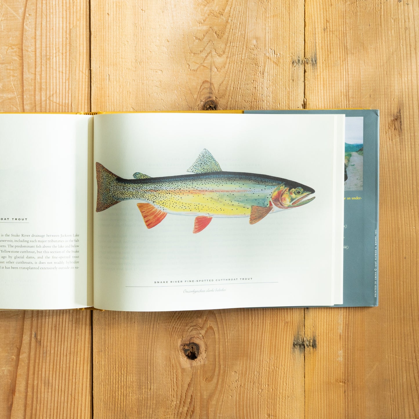 Trout : An Illustrated History