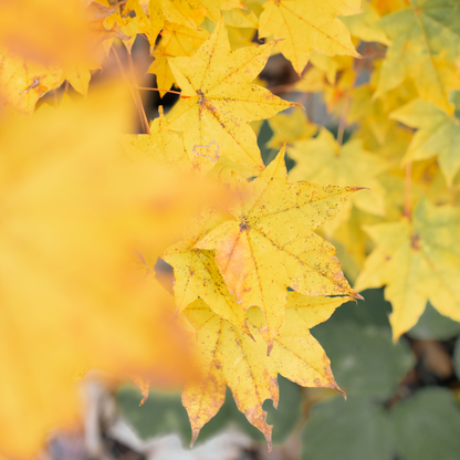 【参加無料】第6回NATUREFOLK参加券 2025/11/16（日）9:00〜